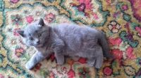 Лот: 7841419. Фото: 4. котята. Красноярск