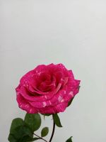 Лот: 25604821. Фото: 3. роза. Сувениры, подарки