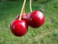 Лот: 104340. Фото: 2. Вишня на ножке крупная, темная... Продукты