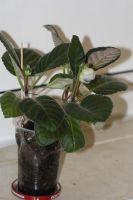 Лот: 3929748. Фото: 3. Глоксиния начинает распускаться. Растения и животные