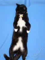 Лот: 682874. Фото: 3. Котик-красавчик ищет хозяев!. Растения и животные