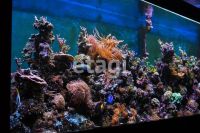Лот: 25288552. Фото: 16. 5-комн. и более квартира , Красноярск...