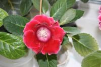 Лот: 4236810. Фото: 4. Глоксиния красная простая 4. Красноярск
