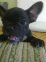 Лот: 1171459. Фото: 2. французкий бульдог. Животные и уход