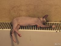 Лот: 12968340. Фото: 4. Котенок сфинкс девочка. Красноярск