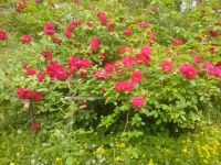 Лот: 13880092. Фото: 2. КУСТ Роза "Фламентанц" (Rose Flammentanz... Семена, рассада, садовые растения