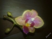 Лот: 763343. Фото: 3. орхидея фаленопсис мини отцвела... Растения и животные