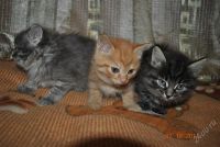 Лот: 1400783. Фото: 2. котенок красотуля. Животные и уход