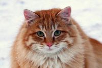 Лот: 15075828. Фото: 6. Пушистый рыженький котик ищет...