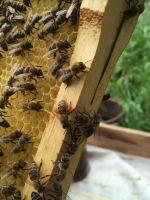 Лот: 5894761. Фото: 2. Натуральный мед из донника и экспрацета... Продукты
