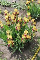 Лот: 7378211. Фото: 3. Ирис двухцветный. Для дачи, дома, огорода, бани, парка