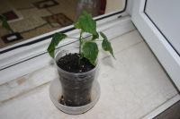 Лот: 4213324. Фото: 5. Абутилон Бэлла сорт Невеста