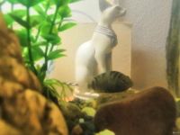 Лот: 12714806. Фото: 3. Аквариум, 90 л. Растения и животные