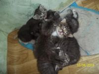 Лот: 11345685. Фото: 2. Котята шотдандской кошки. Красноярск