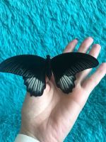 Лот: 12203725. Фото: 3. Дари эмоции. БаБоЧкА. Тропическая... Растения и животные