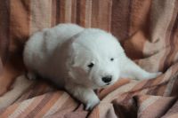 Лот: 4718180. Фото: 2. Трое очаровательных щенков – самоедов... Животные и уход