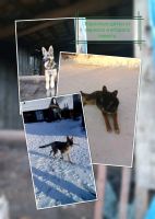 Лот: 14480555. Фото: 2. Щенки немецкой овчарки. Животные и уход