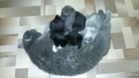 Лот: 8473903. Фото: 5. Котя, кошечка, котенок
