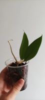 Лот: 19364640. Фото: 3. хойя Hoya sp. (UT-038)From Flores... Растения и животные