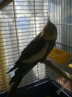 Лот: 1857849. Фото: 3. Продам попугая Карео! Мальчик... Растения и животные