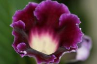 Лот: 3123519. Фото: 2. Глоксиния 9. Комнатные растения и уход