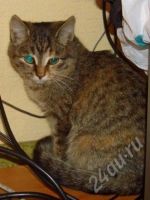 Лот: 585803. Фото: 2. Чудесные котята ищут хозяев!. Животные и уход