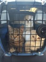 Лот: 4454313. Фото: 2. Шотландская кошечка выставочного... Животные и уход