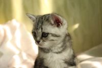 Лот: 11042300. Фото: 5. Британский мальчик с зелеными...