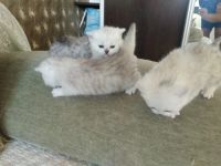 Лот: 15209873. Фото: 6. британские котята
