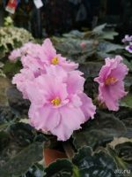 Лот: 13821465. Фото: 2. фиалка Розовая ( детка). Комнатные растения и уход