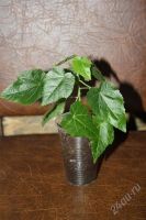 Лот: 2762443. Фото: 2. Абутилон Белла красный. Комнатные растения и уход