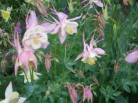 Лот: 4224432. Фото: 5. Аквилегия "мистер Скотт Эллиот...