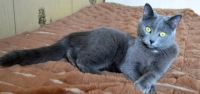 Лот: 16556483. Фото: 2. Кошечка помесь британца. Животные и уход
