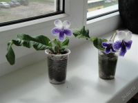 Лот: 2147694. Фото: 2. Стрептокарпус Рurple panda (большой... Комнатные растения и уход