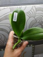 Лот: 16373821. Фото: 2. Орхидея Фаленопсис сорт Octopus. Комнатные растения и уход