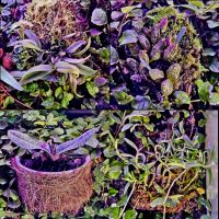 Лот: 25855696. Фото: 7. Мини-Орхидеи. Большая коллекция