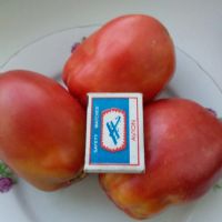 Лот: 15760929. Фото: 2. Минусинские помидоры -рассада... Семена, рассада, садовые растения