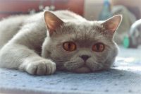 Лот: 2675638. Фото: 2. Британцы. Животные и уход