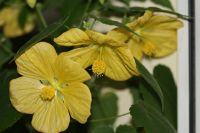 Лот: 4366686. Фото: 2. Абутилон Бэлла желтый 4. Комнатные растения и уход