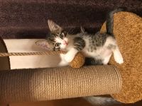 Лот: 12536601. Фото: 5. Котята