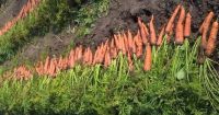 Лот: 14616040. Фото: 2. свекла, морковь. Продукты