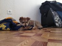 Лот: 4482524. Фото: 2. Отдам милого щенка. Животные и уход