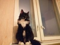 Лот: 21141305. Фото: 4. Верная Черно-белая кошечка Нора. Красноярск