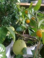 Лот: 4549906. Фото: 3. Плодоносящий лимон с плодами -... Растения и животные