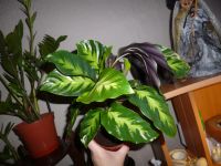 Лот: 4848474. Фото: 3. Калатея. торги только один день. Растения и животные