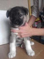 Лот: 1981301. Фото: 2. 8 Щенят, все разные) Смот. лот... Животные и уход