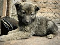 Лот: 2780699. Фото: 3. чудесные щенки). Растения и животные