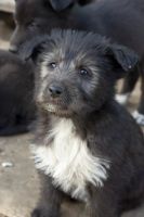 Лот: 6569468. Фото: 2. Щенки, мальчики и девочки 2-3мес... Животные и уход