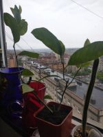 Лот: 16093318. Фото: 2. Лимон. Комнатные растения и уход