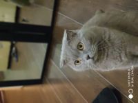 Лот: 12027739. Фото: 6. Xiaomi mi5 Отличный телефон